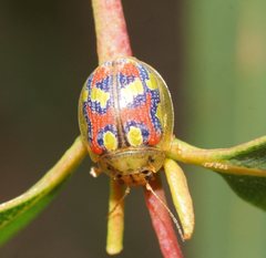 Paropsisterna gloriosa