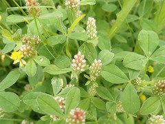 Trifolium striatum