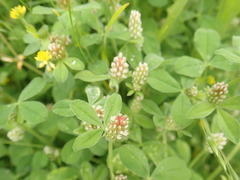 Trifolium striatum