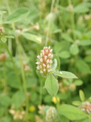 Trifolium striatum