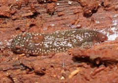 Australopacifica