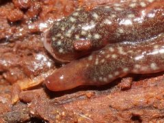 Australopacifica