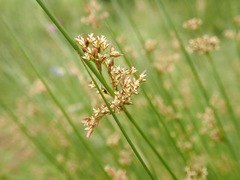 Juncus effusus solutus
