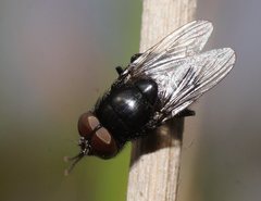 Australophyra rostrata