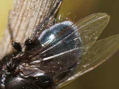 Australophyra rostrata