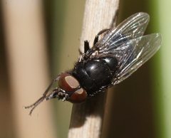 Australophyra rostrata