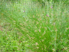 Juncus effusus solutus