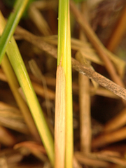 Juncus effusus solutus