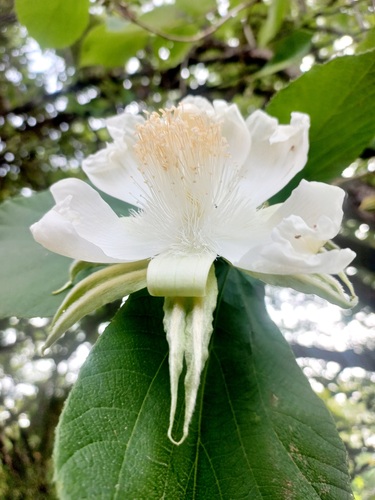 Luehea candida - Whole tree
