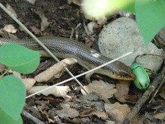 Plestiodon obsoletus