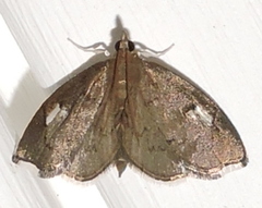 Perispasta caeculalis