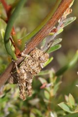 Cirphula pyrrhocnemis