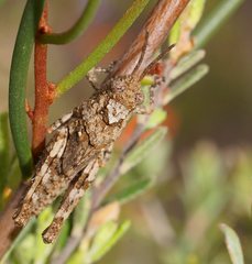 Cirphula pyrrhocnemis