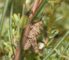 Cirphula pyrrhocnemis