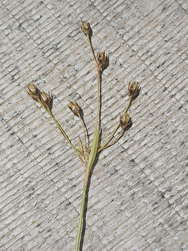 Yellowish woodrush (Luzula luzulina)