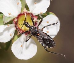 Trachylestes turneri