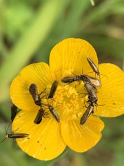 Micropterix calthella