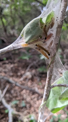 Southern Ugly-nest Caterpillar Moth photo 3