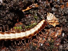 Isocladosoma maculatum