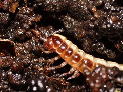 Isocladosoma maculatum