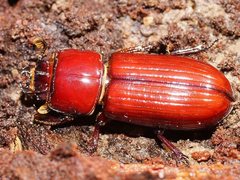 Aulacocyclus edentulus