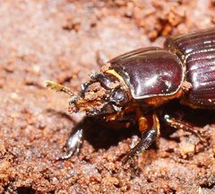 Aulacocyclus edentulus