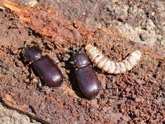 Aulacocyclus edentulus