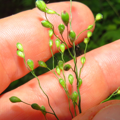 Dichanthelium latifolium