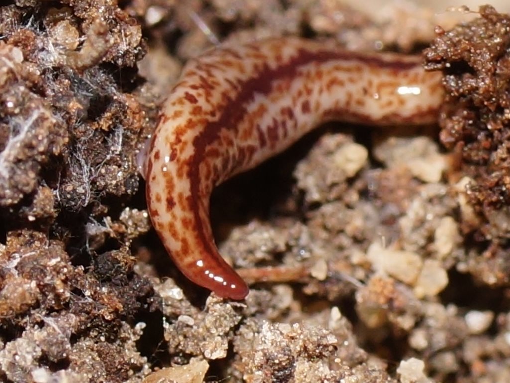 Mt Wellington planarian