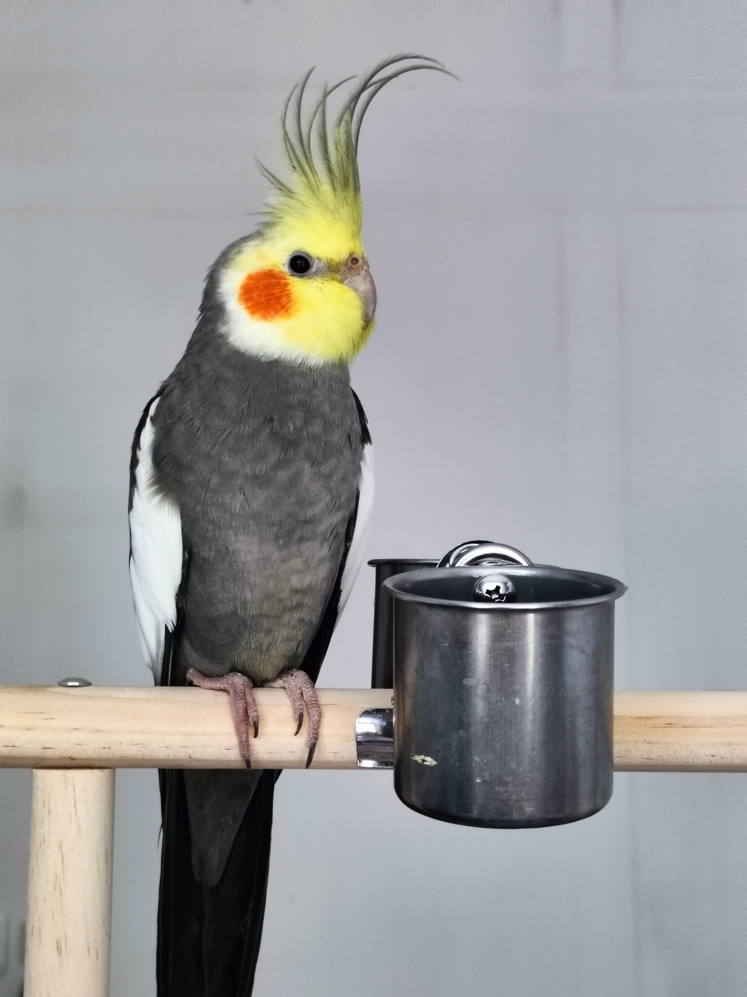 Cockatiel
