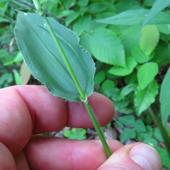 Dichanthelium latifolium