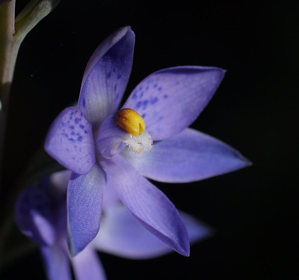truncate sun orchid