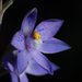 Truncate Sun Orchid - Photo (c) Reiner Richter, some rights reserved (CC BY-NC-SA), uploaded by Reiner Richter