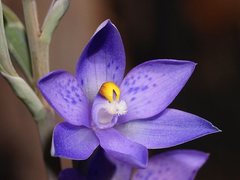 Thelymitra × truncata