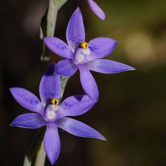 Thelymitra × truncata