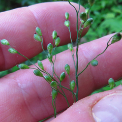 Dichanthelium latifolium