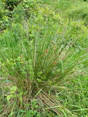 Juncus effusus pacificus
