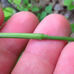 Dichanthelium latifolium