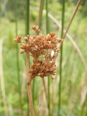 Juncus effusus pacificus