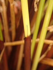 Juncus effusus pacificus