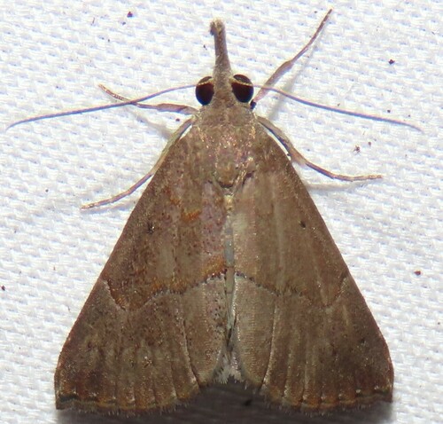 Hypena porrectalis