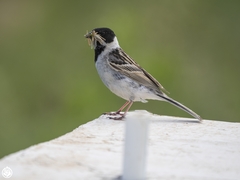 Pallas's Reed Bunting photo 2