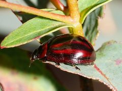 Paropsisterna stygia