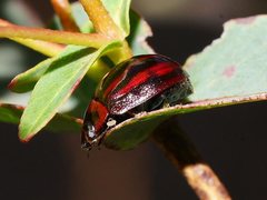 Paropsisterna stygia