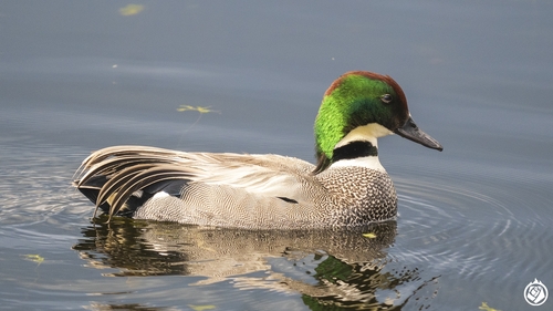 Falcated Duck