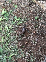 Calotes versicolor