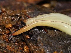 Fletchamia mediolineata