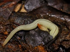 Fletchamia mediolineata