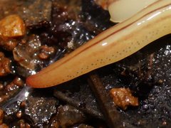 Fletchamia mediolineata