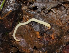 Fletchamia mediolineata